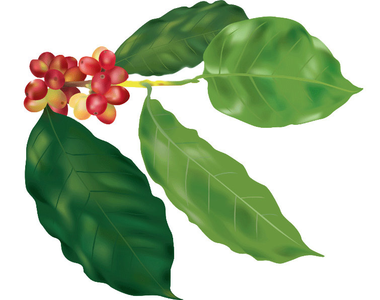 planta_de_Cafe_rojo_y_verde