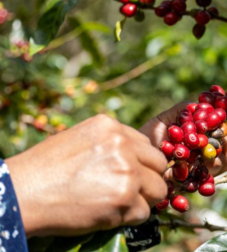 mano-demujer-recogiendo-cafe